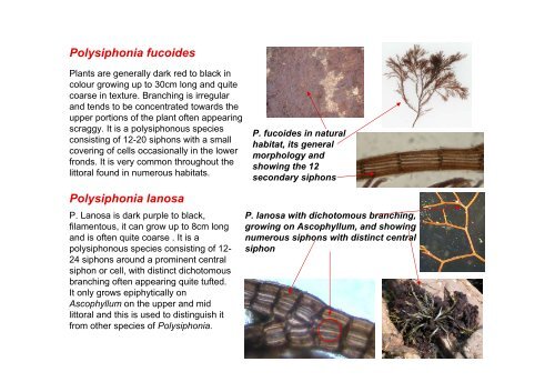 s A Field Guide to the British Seaweeds - NMBAQC