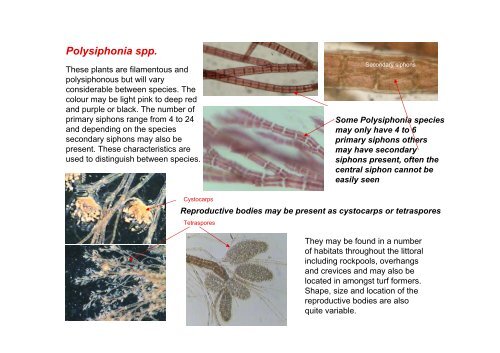 s A Field Guide to the British Seaweeds - NMBAQC