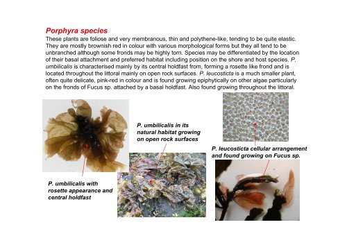 s A Field Guide to the British Seaweeds - NMBAQC