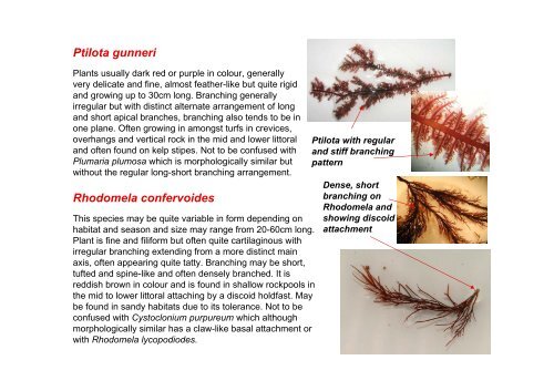 s A Field Guide to the British Seaweeds - NMBAQC