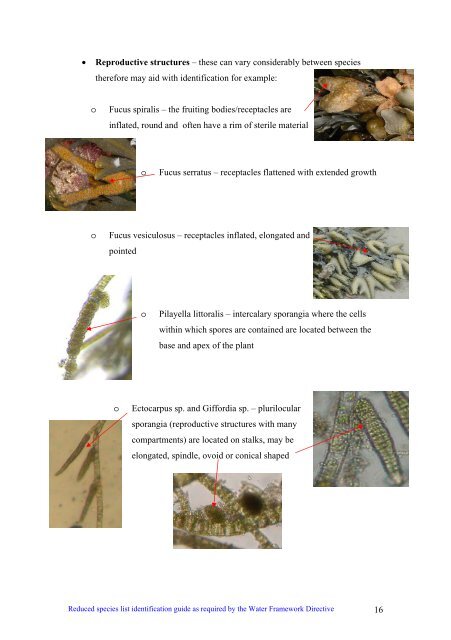 s A Field Guide to the British Seaweeds - NMBAQC