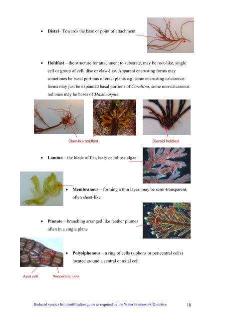 s A Field Guide to the British Seaweeds - NMBAQC