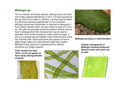 s A Field Guide to the British Seaweeds - NMBAQC