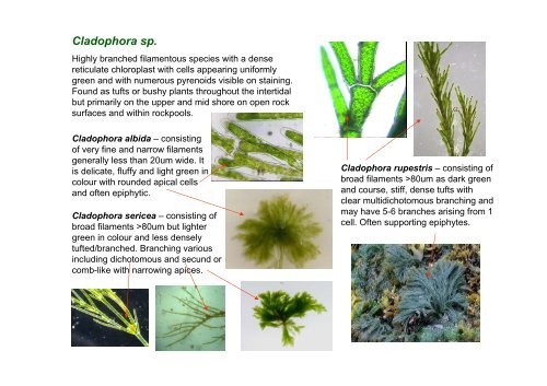 s A Field Guide to the British Seaweeds - NMBAQC