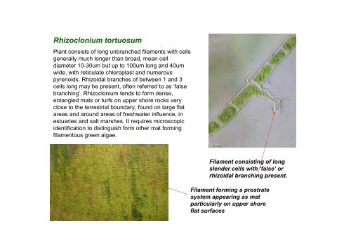 s A Field Guide to the British Seaweeds - NMBAQC