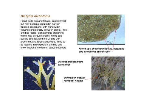 s A Field Guide to the British Seaweeds - NMBAQC