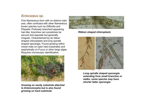 s A Field Guide to the British Seaweeds - NMBAQC