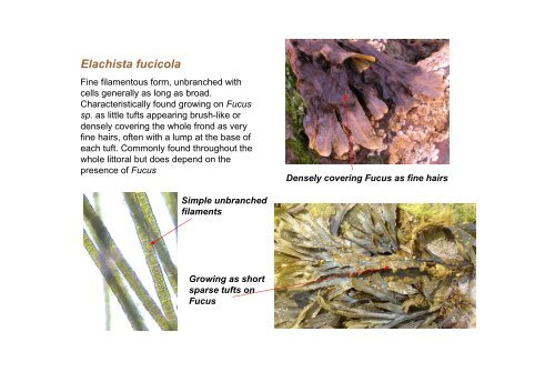 s A Field Guide to the British Seaweeds - NMBAQC