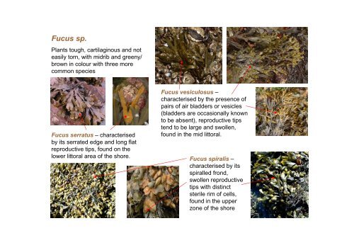 s A Field Guide to the British Seaweeds - NMBAQC