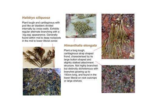 s A Field Guide to the British Seaweeds - NMBAQC