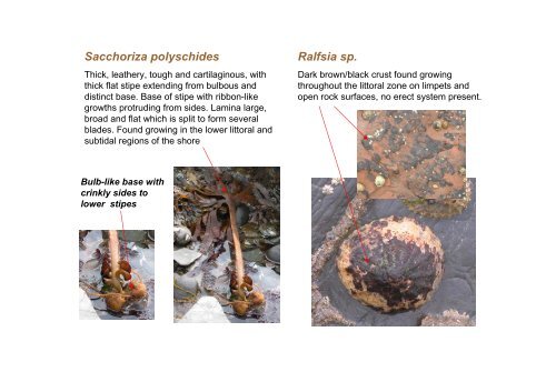 s A Field Guide to the British Seaweeds - NMBAQC