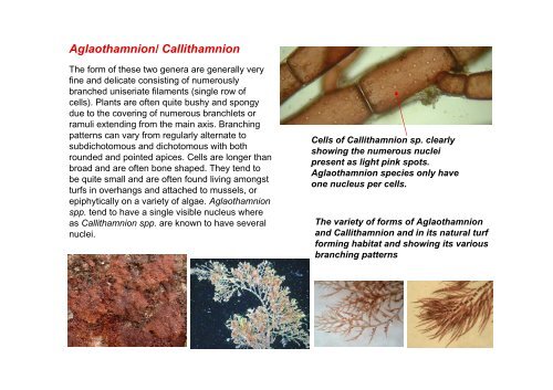 s A Field Guide to the British Seaweeds - NMBAQC