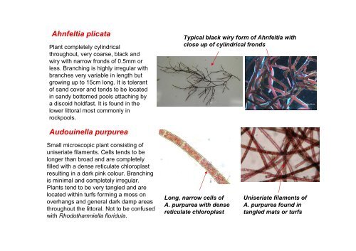 s A Field Guide to the British Seaweeds - NMBAQC