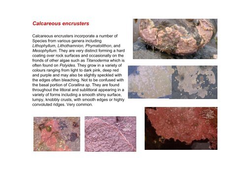 s A Field Guide to the British Seaweeds - NMBAQC