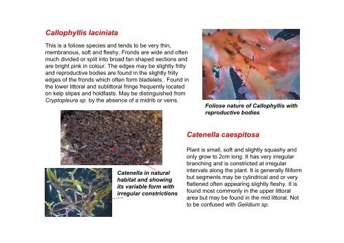 s A Field Guide to the British Seaweeds - NMBAQC