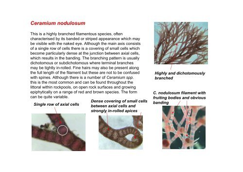 s A Field Guide to the British Seaweeds - NMBAQC