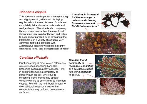 s A Field Guide to the British Seaweeds - NMBAQC