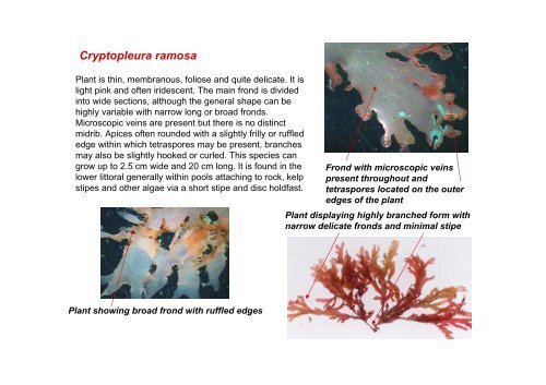 s A Field Guide to the British Seaweeds - NMBAQC