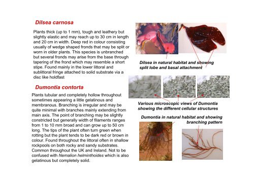 s A Field Guide to the British Seaweeds - NMBAQC