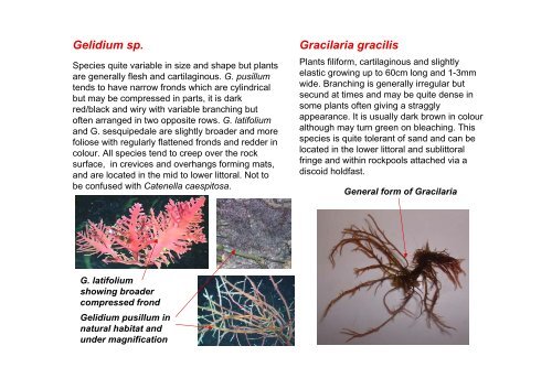 s A Field Guide to the British Seaweeds - NMBAQC