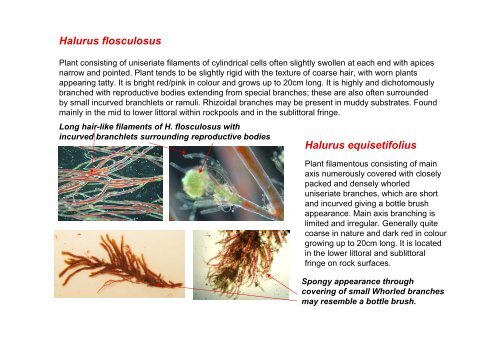 s A Field Guide to the British Seaweeds - NMBAQC