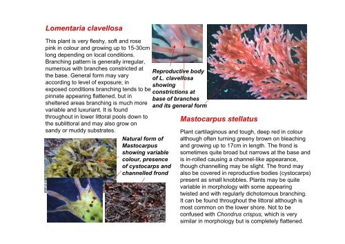 s A Field Guide to the British Seaweeds - NMBAQC