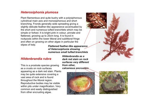 s A Field Guide to the British Seaweeds - NMBAQC