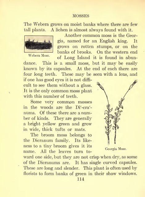 Flowerless plants; ferns, mushrooms, mosses, lichens, and seaweeds