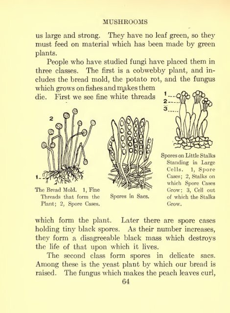 Flowerless plants; ferns, mushrooms, mosses, lichens, and seaweeds