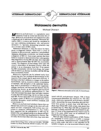 Malassezia dermatitis