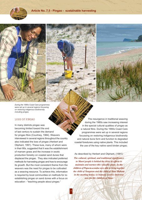 Pingao sustainability for weaving - Dune Restoration Trust