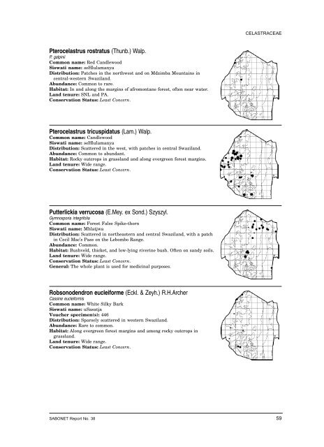 Pterocelastrus rostratus (Thunb.) Walp. Pterocelastrus ... - SABONET