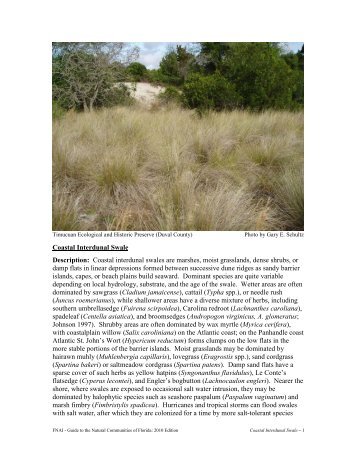 Coastal Interdunal Swale - Florida Natural Areas Inventory