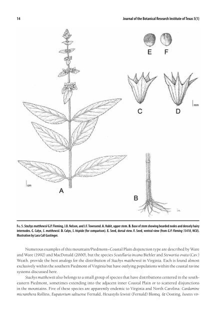 (Stachys: Lamiaceae) from the - Botanical Research Institute of Texas