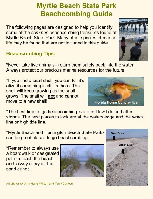 Myrtle Beach State Park Beachcombing Guide - South Carolina Parks