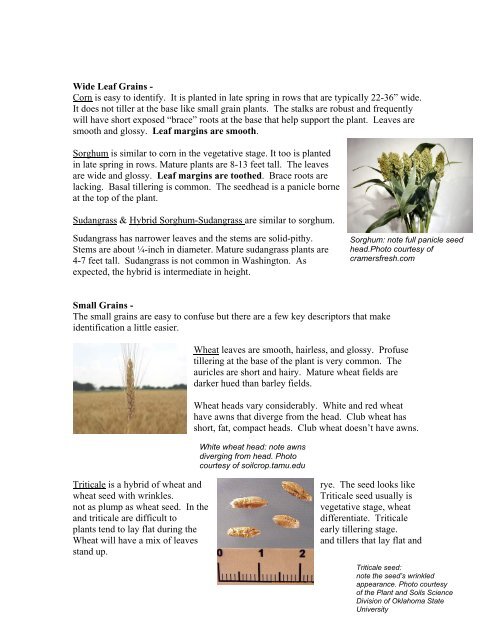 Technical Note 5 - Plant Identification - Plant Materials Program - US ...