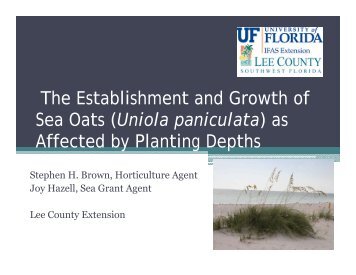 as Sea Oats (Uniola paniculata) - Lee County Extension