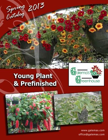 Young Plant - Galemas.com