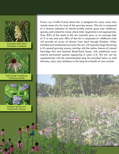 PIZZO NATIVE SEED MIXES - Pizzo & Associates, Ltd.