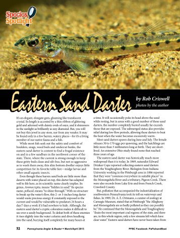 Eastern Sand Darter by Rob Criswell - Pennsylvania Fish and Boat ...