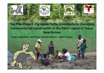 The Piku Project: Pig-nosed Turtle (Carettochelys insculpta ...