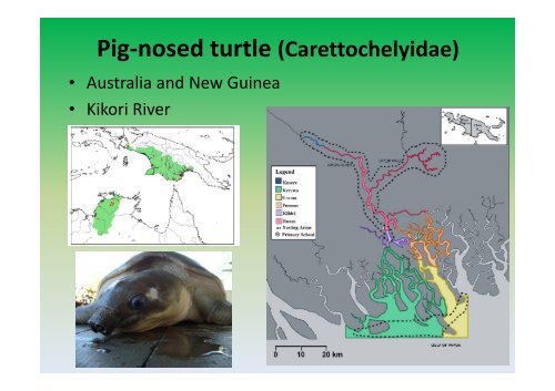 The Piku Project: Pig-nosed Turtle (Carettochelys insculpta ...