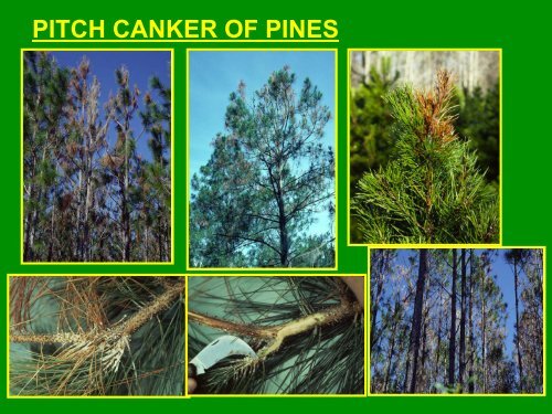 PDF of a General Tree Disease Presentation - University of Florida