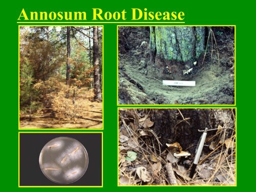 PDF of a General Tree Disease Presentation - University of Florida