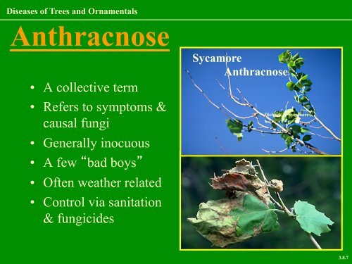 PDF of a General Tree Disease Presentation - University of Florida