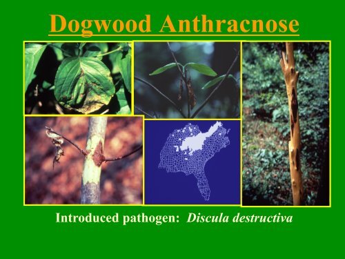 PDF of a General Tree Disease Presentation - University of Florida