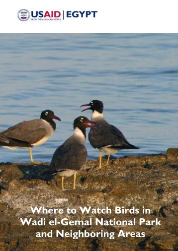 Where to Watch Birds in Wadi el-Gemal National Park and ...