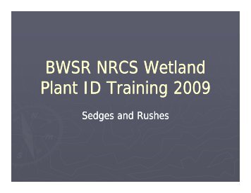 Wetland Plant ID-Sedges and Rushes