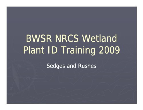 Wetland Plant ID-Sedges and Rushes