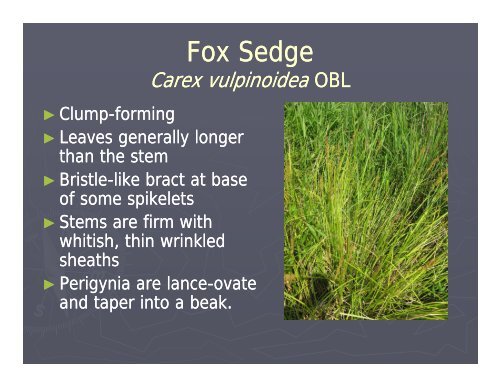 Wetland Plant ID-Sedges and Rushes